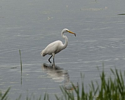Great Egret