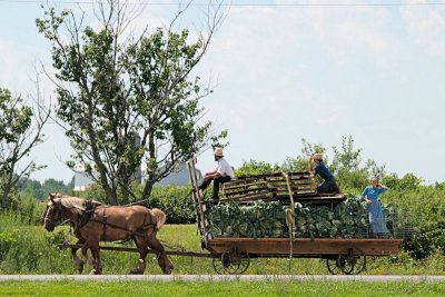 Amish trucking