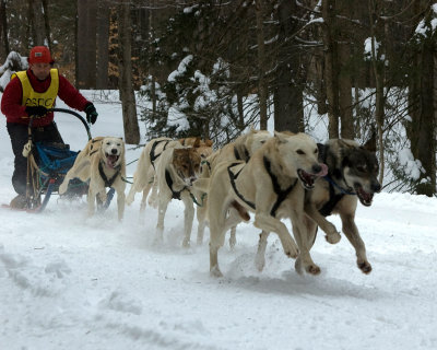 Dog Sled Race 4