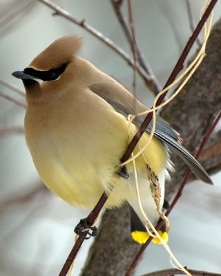 Cedar Waxwing