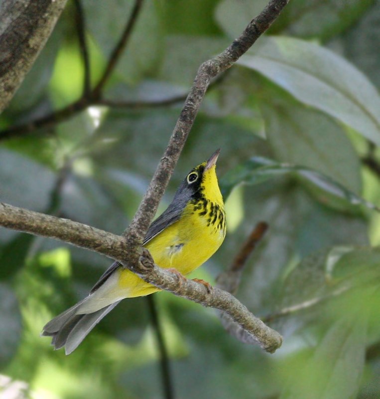   Warbler,Canada