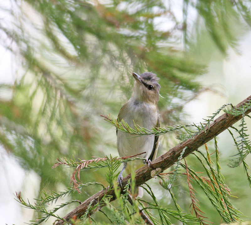  Vireo, Red-eyed