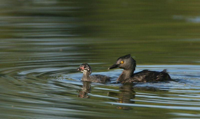  Least Grebe and chick, Boca Raton, Fl.