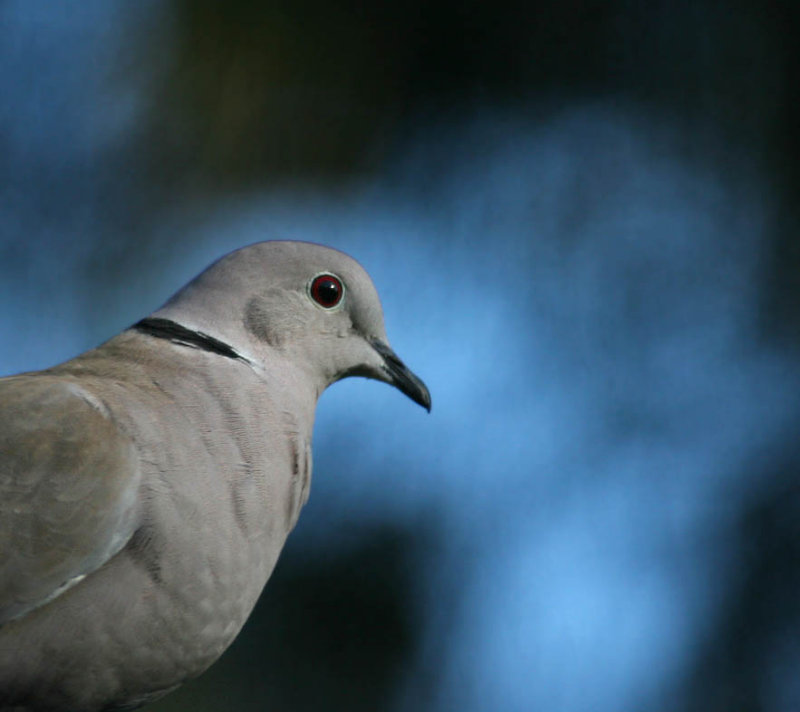 Eurasian Collared-Dove