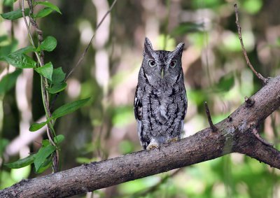 Eastern Screech Owl , Mead Gardens, Orlando, Fl.