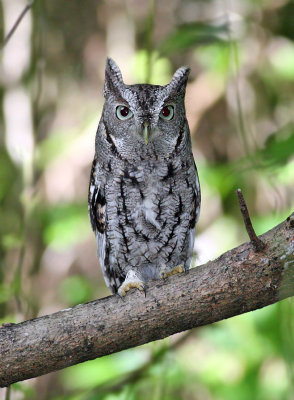   Owl , Eastern Screech