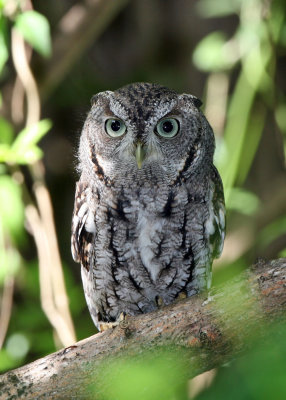 Owl, Eastern Screech