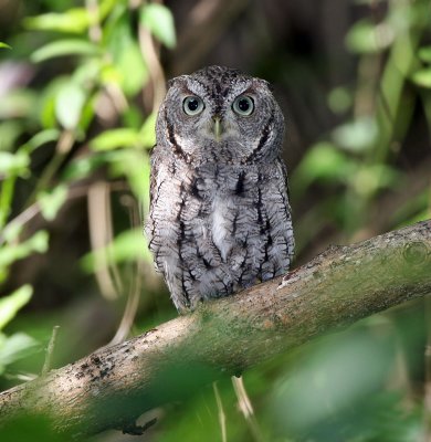  Owl, Eastern Screech