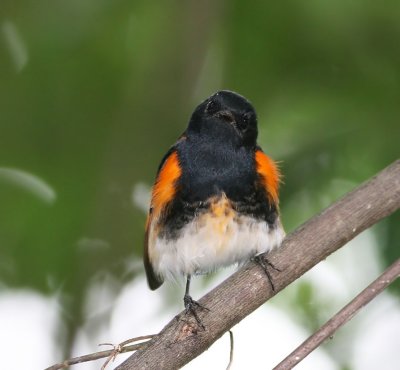 American Redstart,adult male, Mead Gardens, Fl.