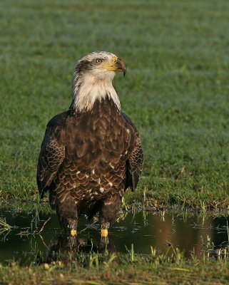 Bald Eagle,4th year bird, Trotwood Park,Fl.