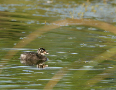 Least Grebe chick under the bullrush. it's 10 days old.