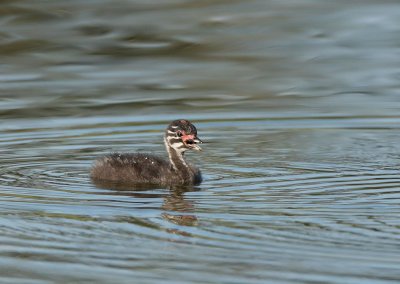 Least Grebe chick ten days old, Boca Raton,Fl.