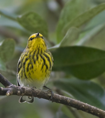 Cape May Warbler, Mead Gardens,Orlando, Fl.