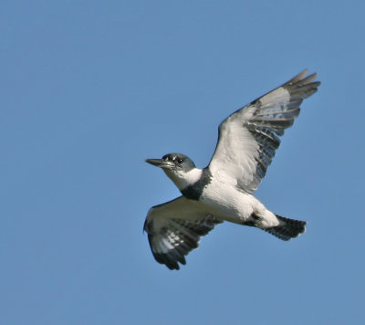 Belted Kingfisher, male, Merritt Island,Fl.