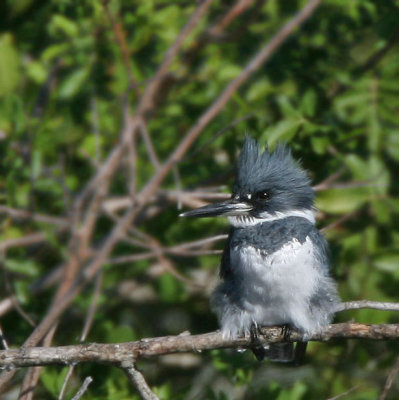 Belted Kingfisher, male, Merritt Island,Fl.
