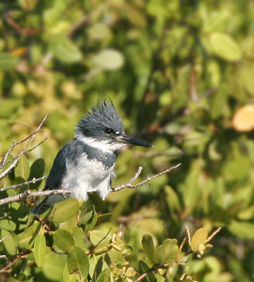 Belted Kingfisher, male, Merritt Island,Fl.