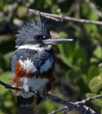 Belted Kingfisher, female, Merritt Island,Fl.