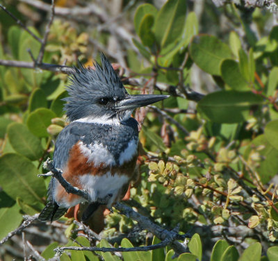 Belted Kingfisher, female, Merritt Island,Fl.