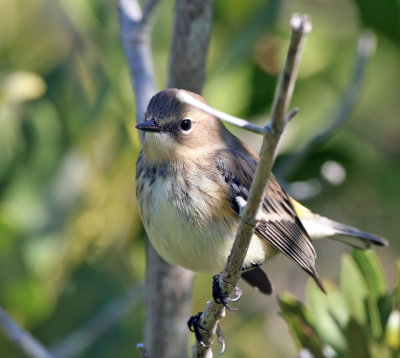  Yellow-rumped Warbler.