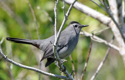 Catbird, Merritt Island,Fl.