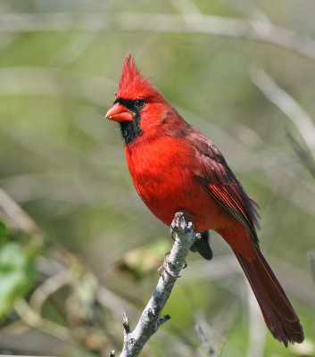 Northern Cardinal, Merritt Island,Fl.