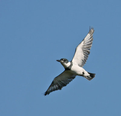 Belted Kingfisher, male, Merritt Island,Fl.