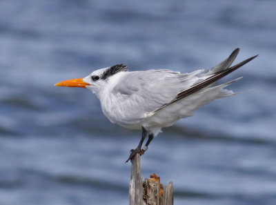  Tern , Royal, with a leg band.