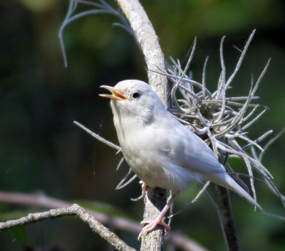 House Wren, albino, Lake Lotus,Fl.