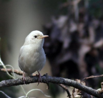 Wren,House, albino