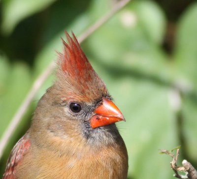 Cardinal,100 %crop no processing