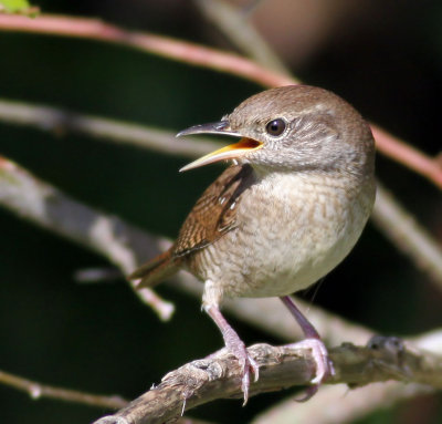  House Wren.