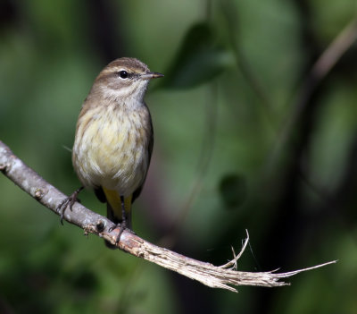  Palm Warbler.