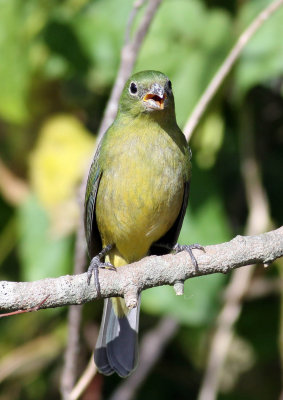  Female Painted Bunting ..