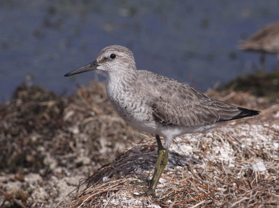 Red Knot