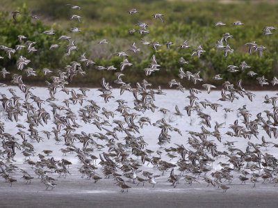 Flock of Dunlin and friends