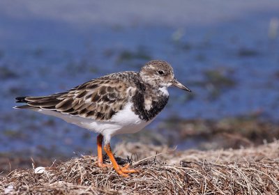 Ruddy Turnstone