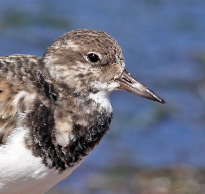 Ruddy Turnstone,head shot 100%crop