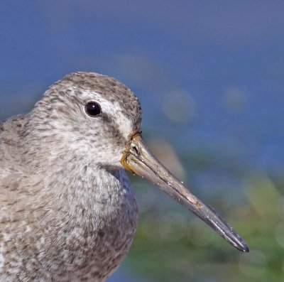 Shot-billed Dowitcher, head shot