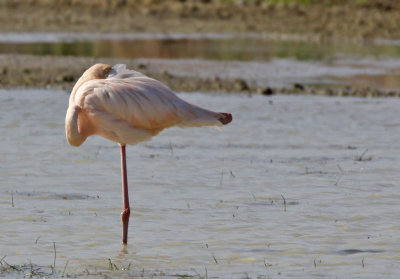 Flamingo , Cutler Wetlands, Homestead, Fl