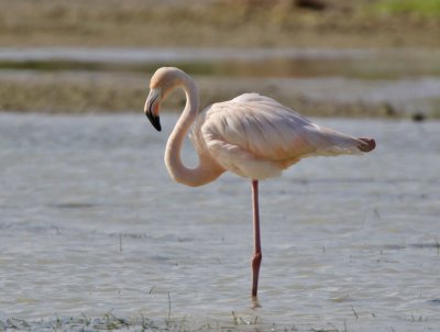 Flamingo , Cutler Wetlands, Homestead, Fl