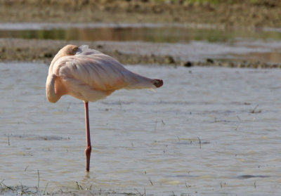 Flamingo, Cutler Wetlands, Homestead,FL.