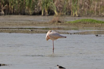 Flamingo full frame reduced
