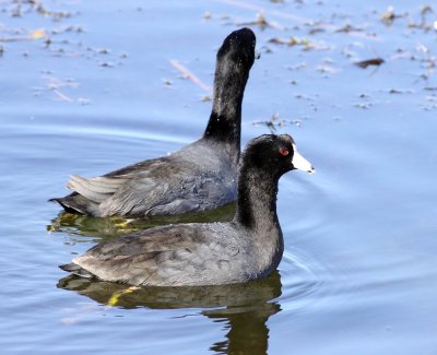 Twin Coots