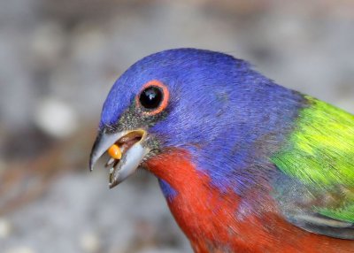 Painted Bunting ,male