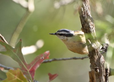  Nuthatch, Red-breasted