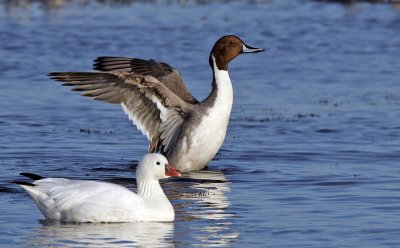 Ross's Goose and Northern Pintail