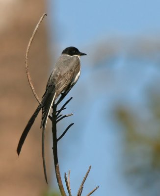  Flycatcher,Fork-tailed