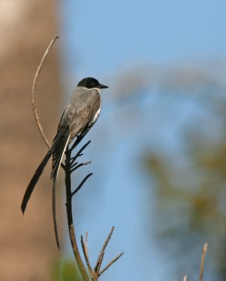 Fork-tailed Flycatcher