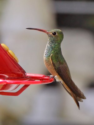  Hummingbird, Buff-breasted