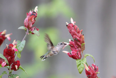  Hummingbird, Calliope